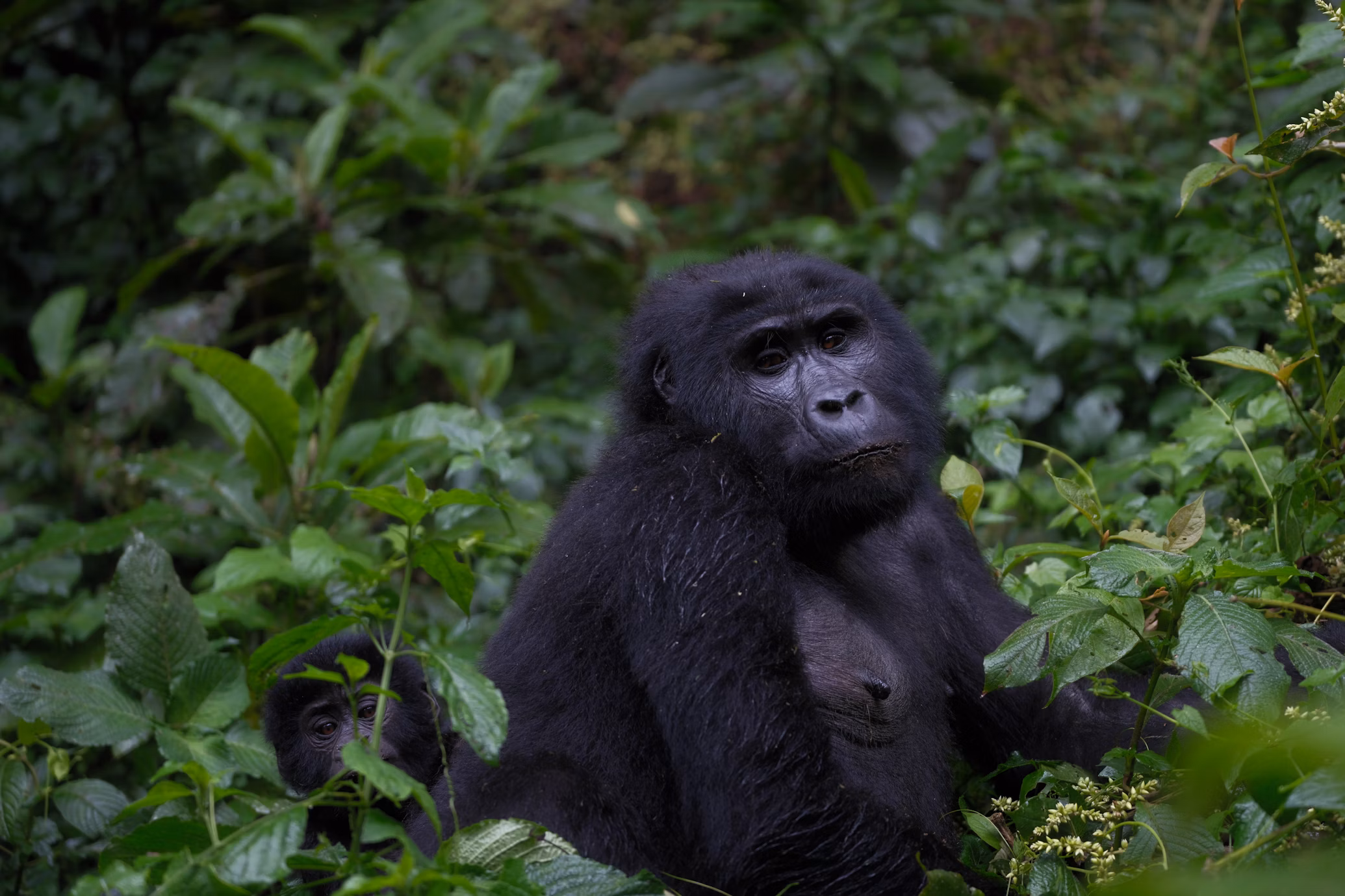 3 Days Gorilla Trekking Adventure