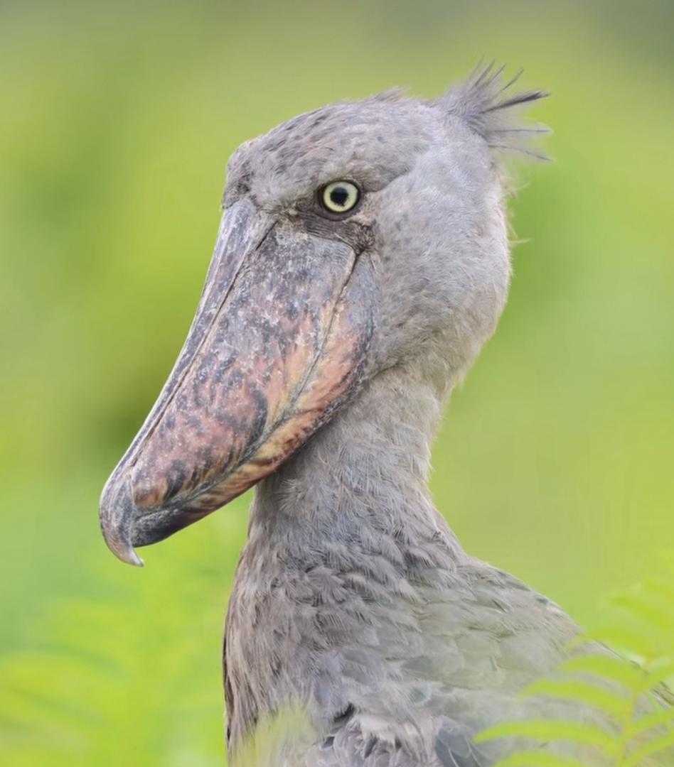 12 Day Birding Safari