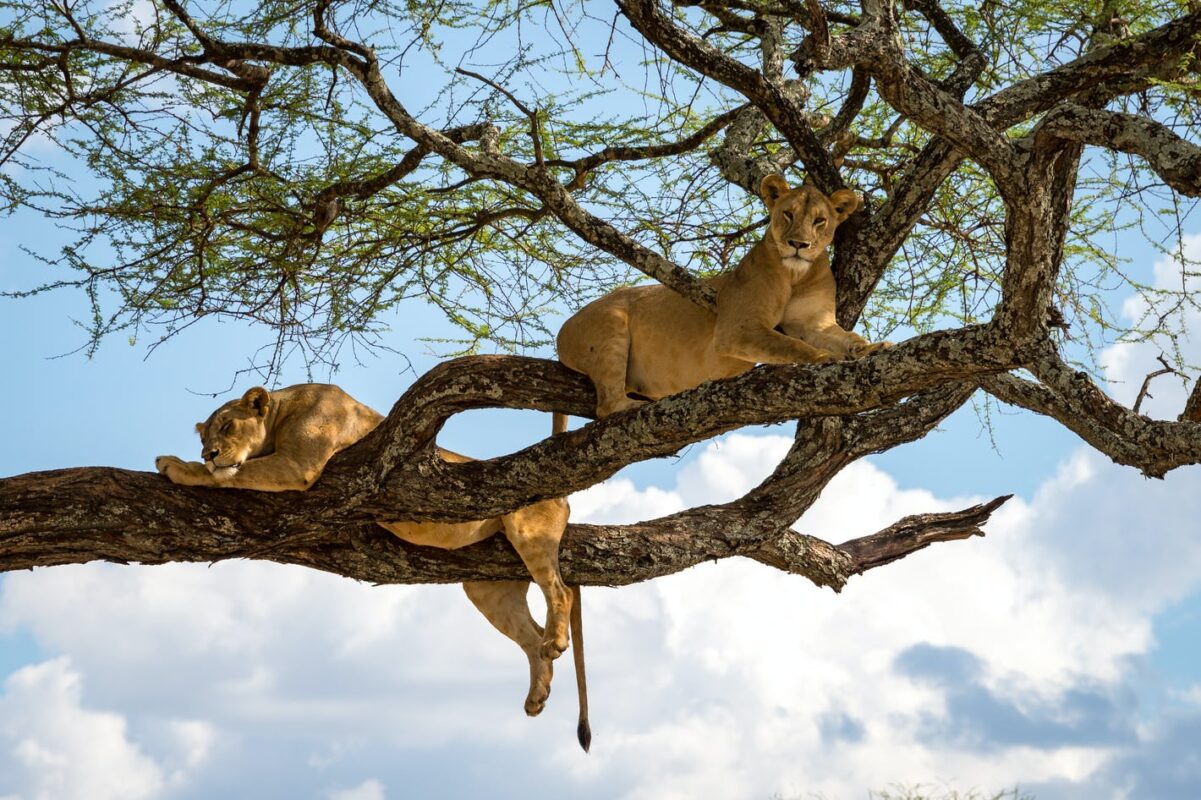Tree-climbing lions of Queen Elizabeth