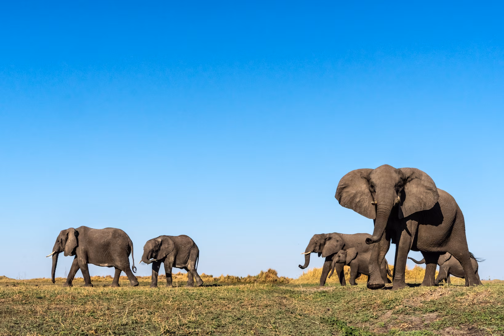 Elephants roaming Uganda’s open savannah