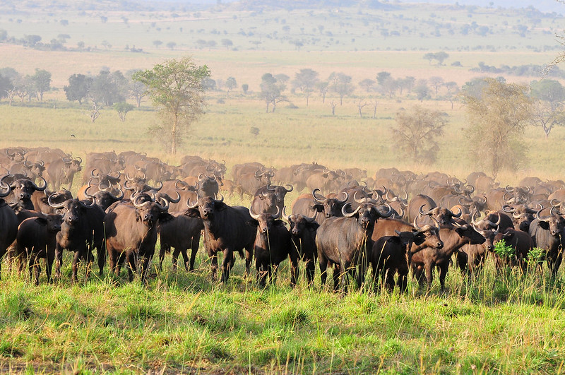 Kidepo Valley National Park