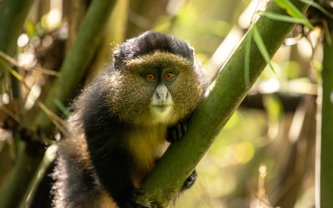 Mgahinga Gorilla National Park